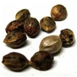 Семена марихуаны АК-47  (Seeds AK-47) в Тутаеве